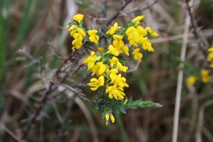 Genista anglica (1) (1200 x 801)